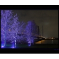 Blaue Bäume an der Rheinkniebrücke